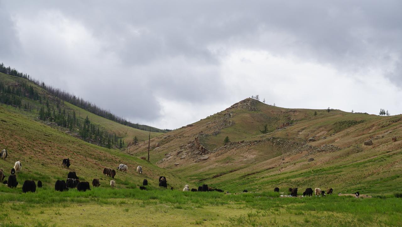 My Mongolia Eco Ger Camp Hotell Nalayh Exteriör bild