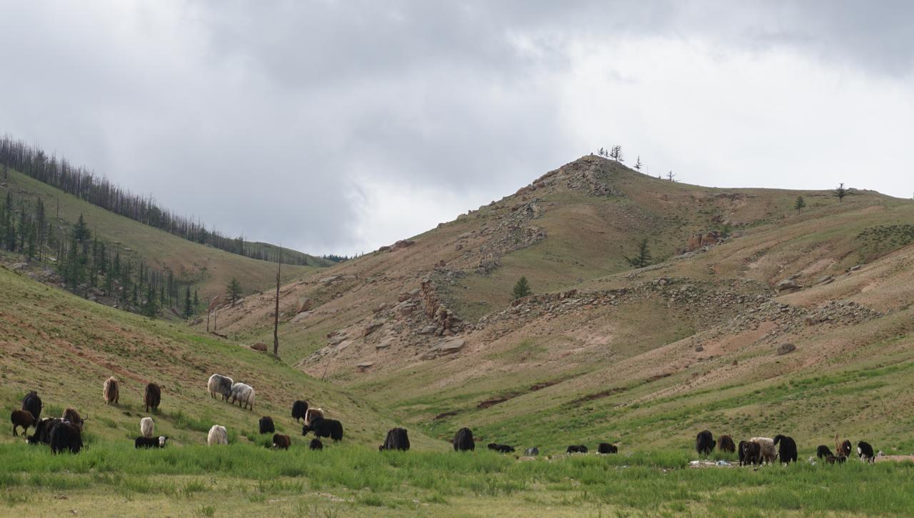 My Mongolia Eco Ger Camp Hotell Nalayh Exteriör bild