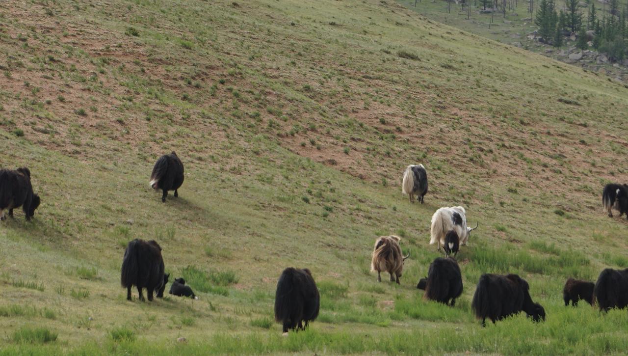 My Mongolia Eco Ger Camp Hotell Nalayh Exteriör bild